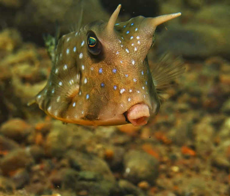 Cow Fish - Divenet Philippines